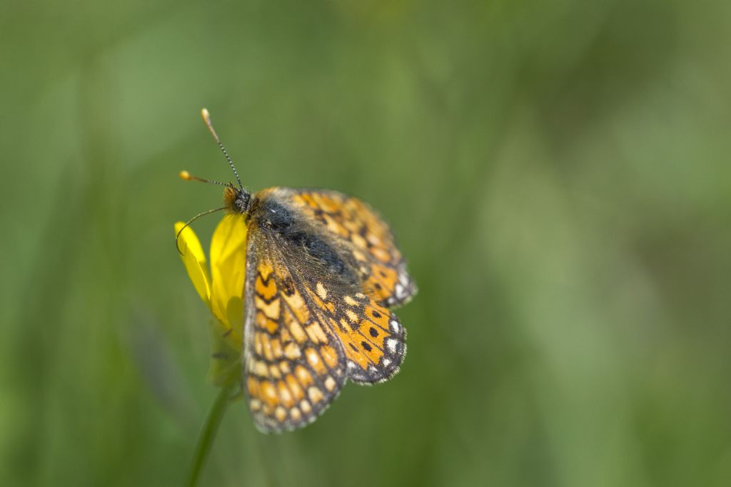 Conferma ID Euphydryas provincialis